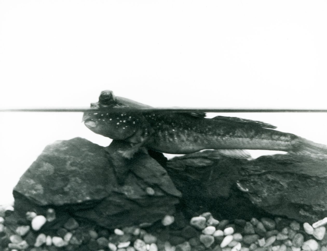Elmerült sziklákon nyugvó Mudskipper, szemével a víz felett, Londoni Állatkert alkotó: Frederick William Bond
