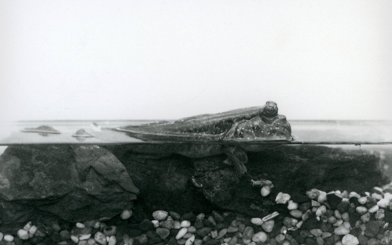 Elmerült sziklákon nyugvó Mudskipper, testének felső felével a víz felett, Londoni Állatkert alkotó: Frederick William Bond