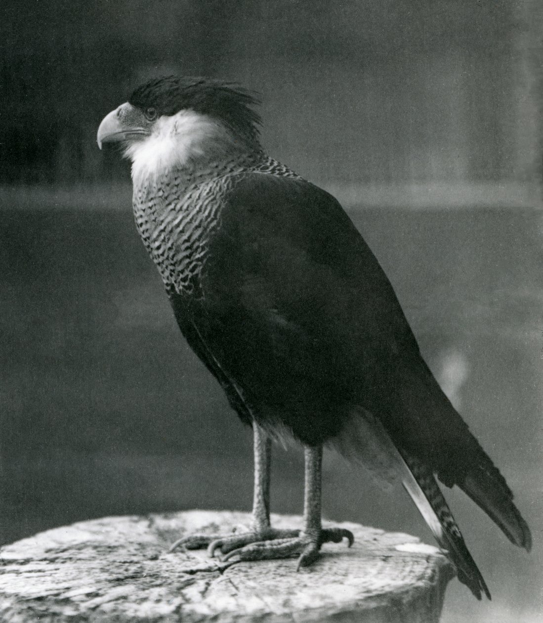Északi tarajos Caracara a londoni állatkertben, 1930 előtt alkotó: Frederick William Bond