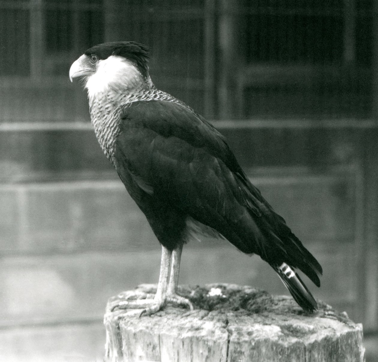 Egy északi tarajos caracara egy rönkön áll a londoni állatkertben, 1925. szeptember alkotó: Frederick William Bond