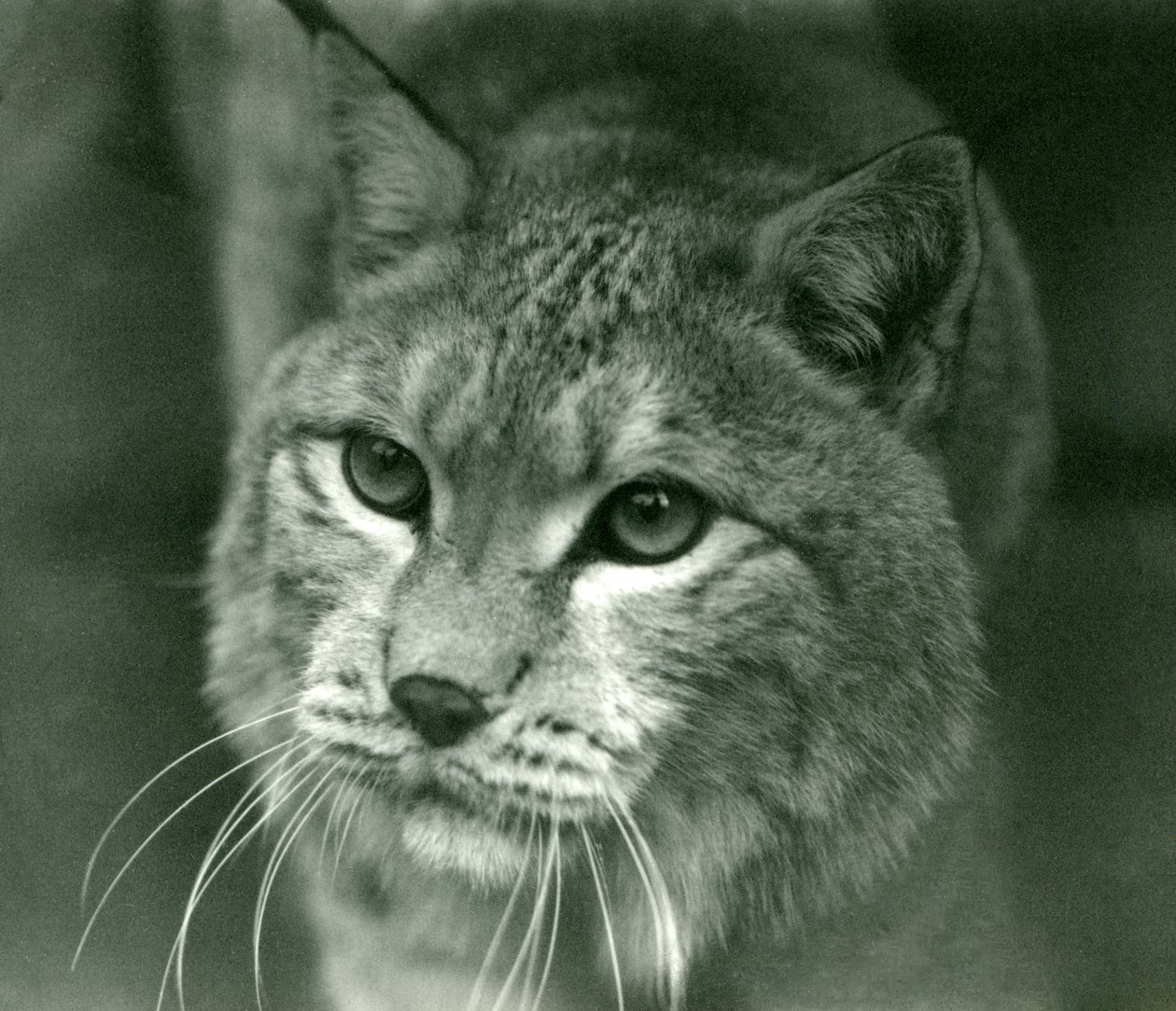 A Northern Lynx, Londoni Állatkert, 1925. február alkotó: Frederick William Bond