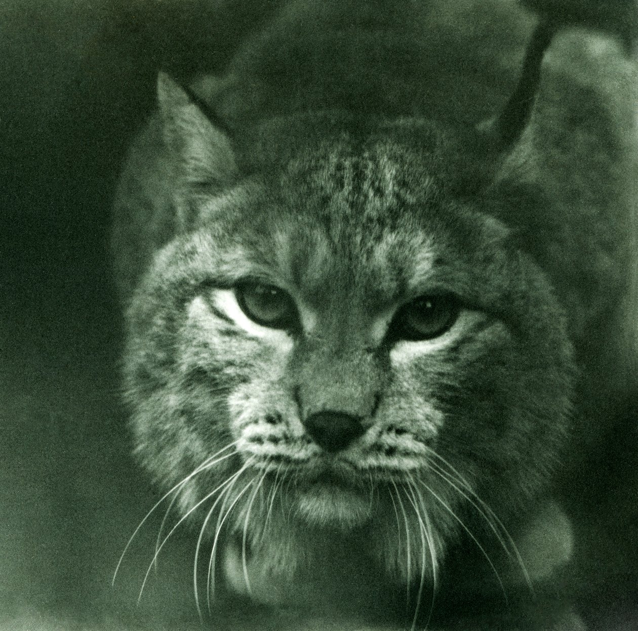A Northern Lynx, Londoni Állatkert, 1925. február alkotó: Frederick William Bond