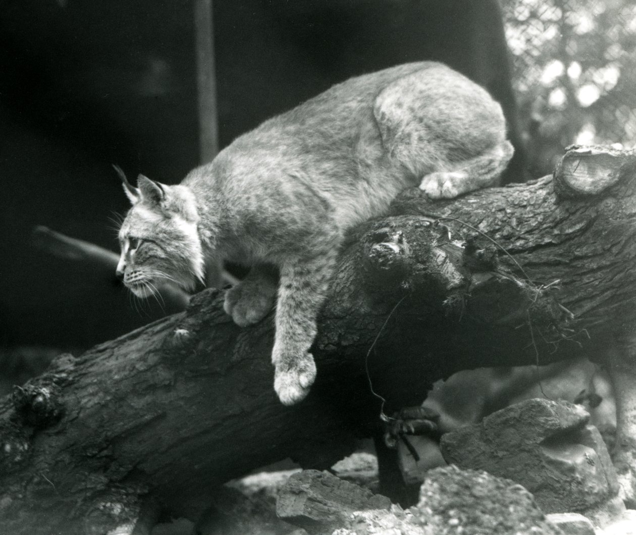 Egy ágról lehajló északi hiúz, Londoni Állatkert, 1925. október alkotó: Frederick William Bond