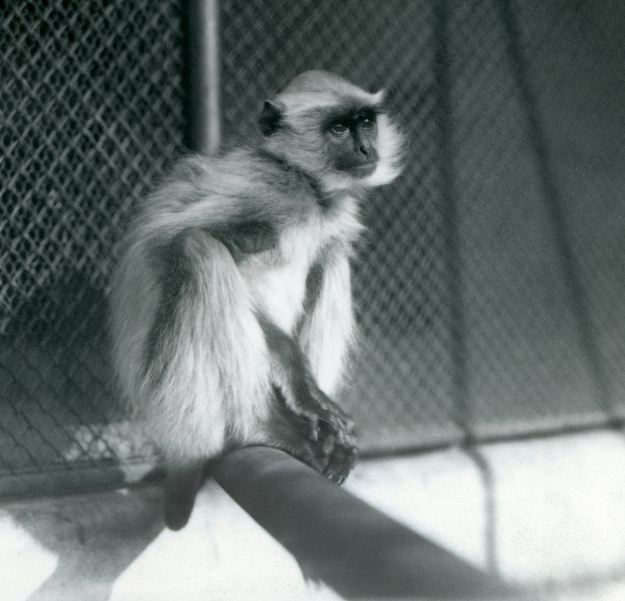 Egy Northern Plains Grey Langur ül egy sügérben a londoni állatkertben, 1928-ban (f/w fotó) alkotó: Frederick William Bond