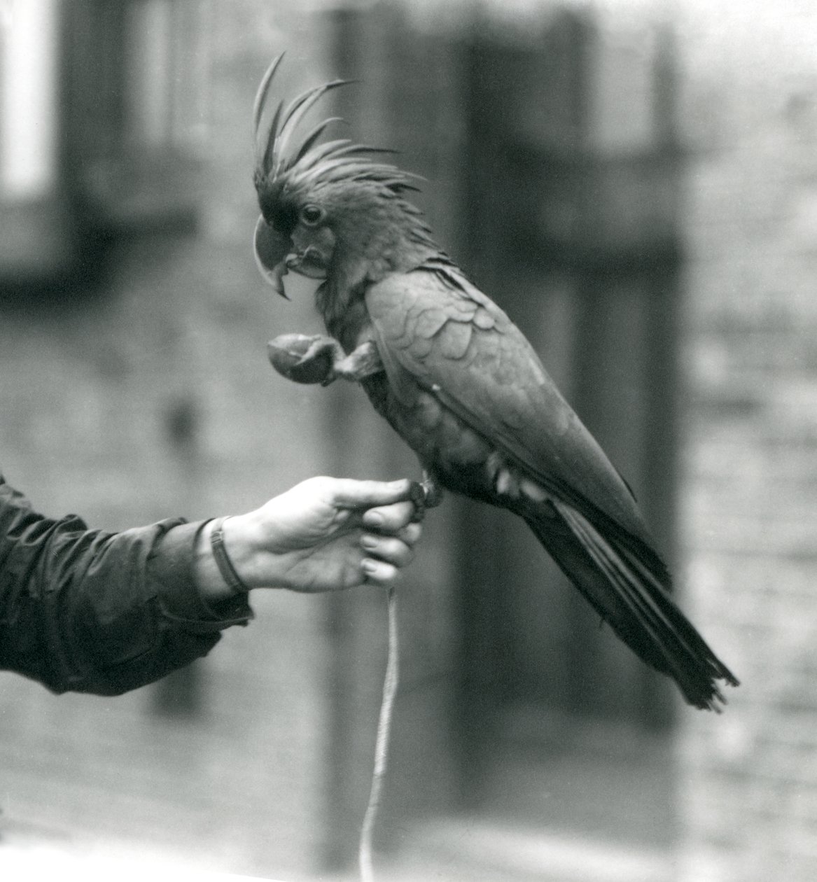 Egy PalmGoliathGreat Black Cockatoo egyik lábával egy állattartó ujjába markol, a másikban pedig tojás alakú csemegét tart a londoni állatkertben, 1927 szeptemberében. alkotó: Frederick William Bond