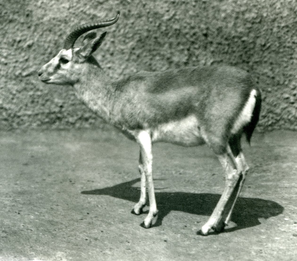Egy perzsa gazella a londoni állatkertben 1925 júniusában alkotó: Frederick William Bond