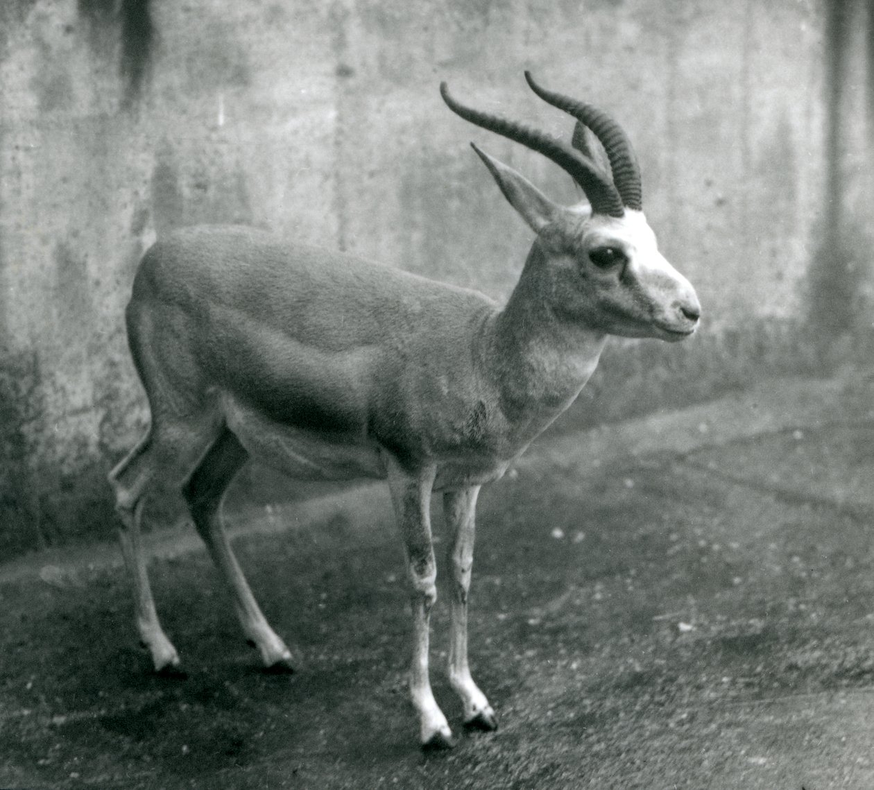 Egy perzsa, golymás vagy feketefarkú gazella a londoni állatkertben, 1927. augusztus alkotó: Frederick William Bond