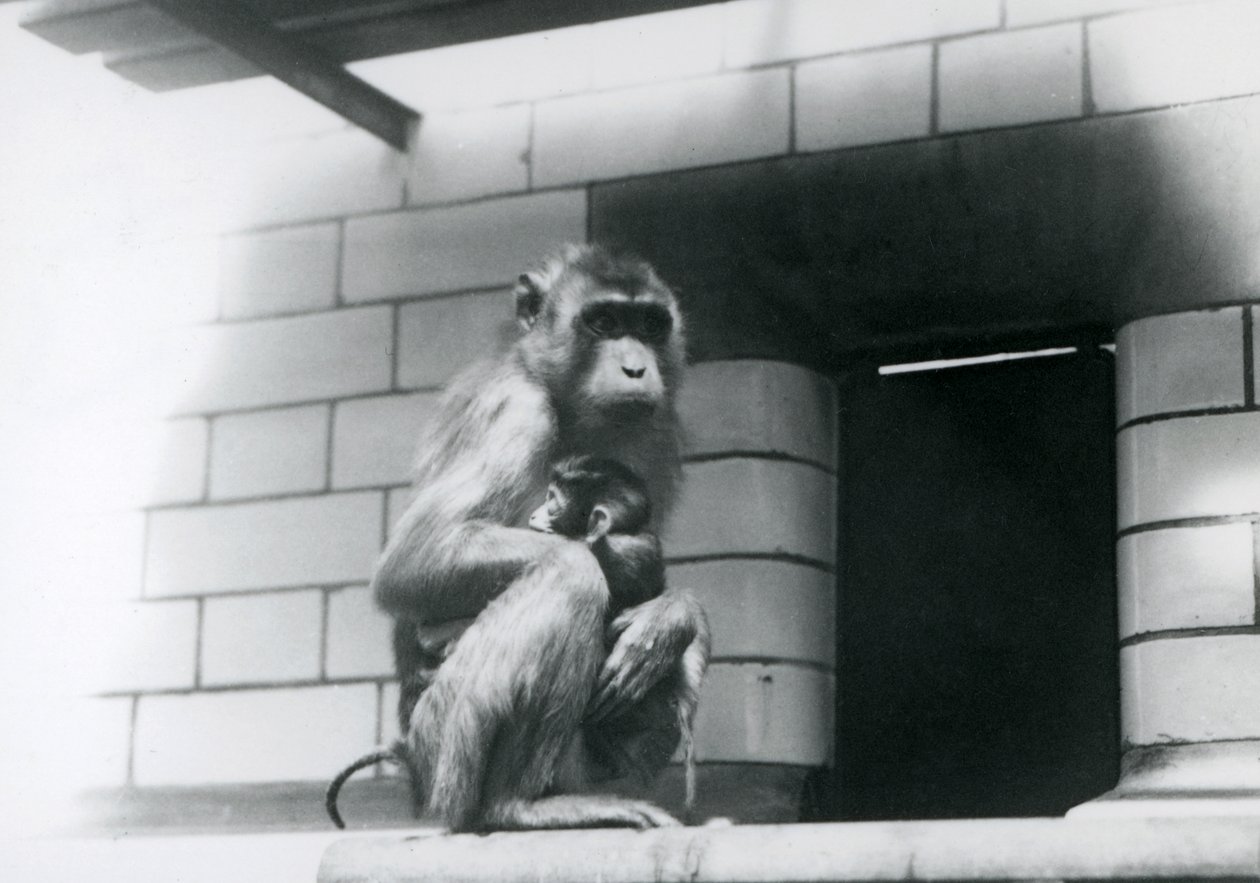 Egy disznófarkú makákó tartja a babáját, miközben a londoni állatkertben egy cseréppárkányon ül 1928-ban (f/w fotó) alkotó: Frederick William Bond