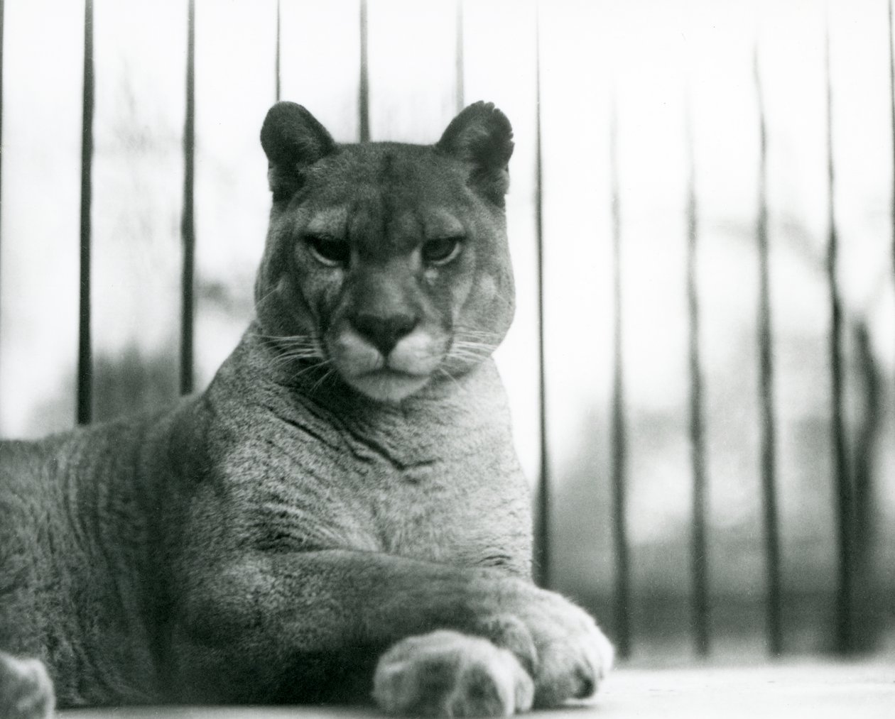 Puma/puma/hegyi oroszlán/Catamount pihen a londoni állatkertben 1931-ben (f/w fotó) alkotó: Frederick William Bond
