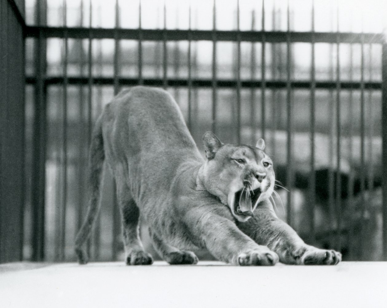 Egy Puma Cougar Mountain Lion ásít és nyújtózkodik a londoni állatkertben 1925 júniusában alkotó: Frederick William Bond
