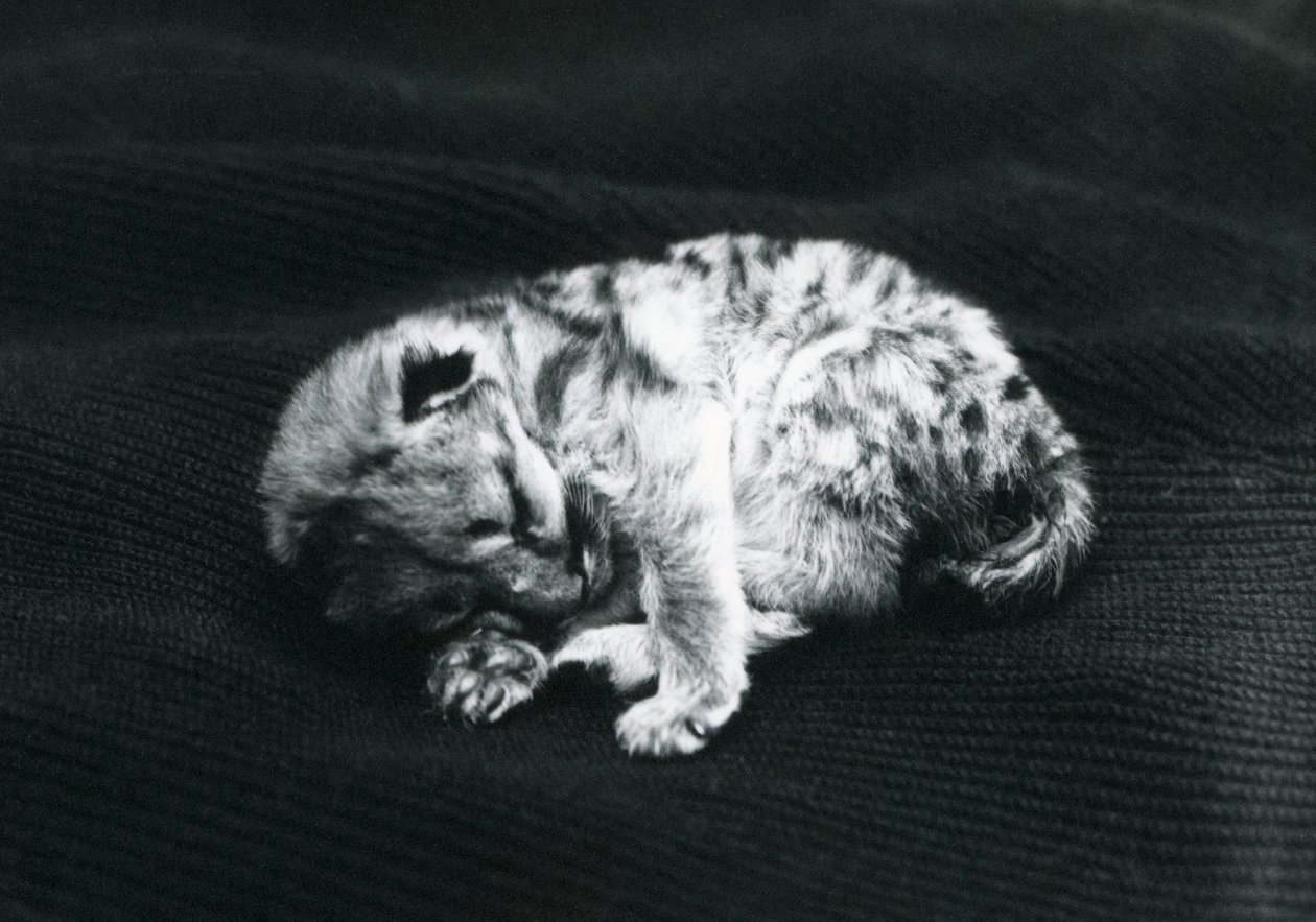 Puma kölyök a londoni állatkertben alkotó: Frederick William Bond