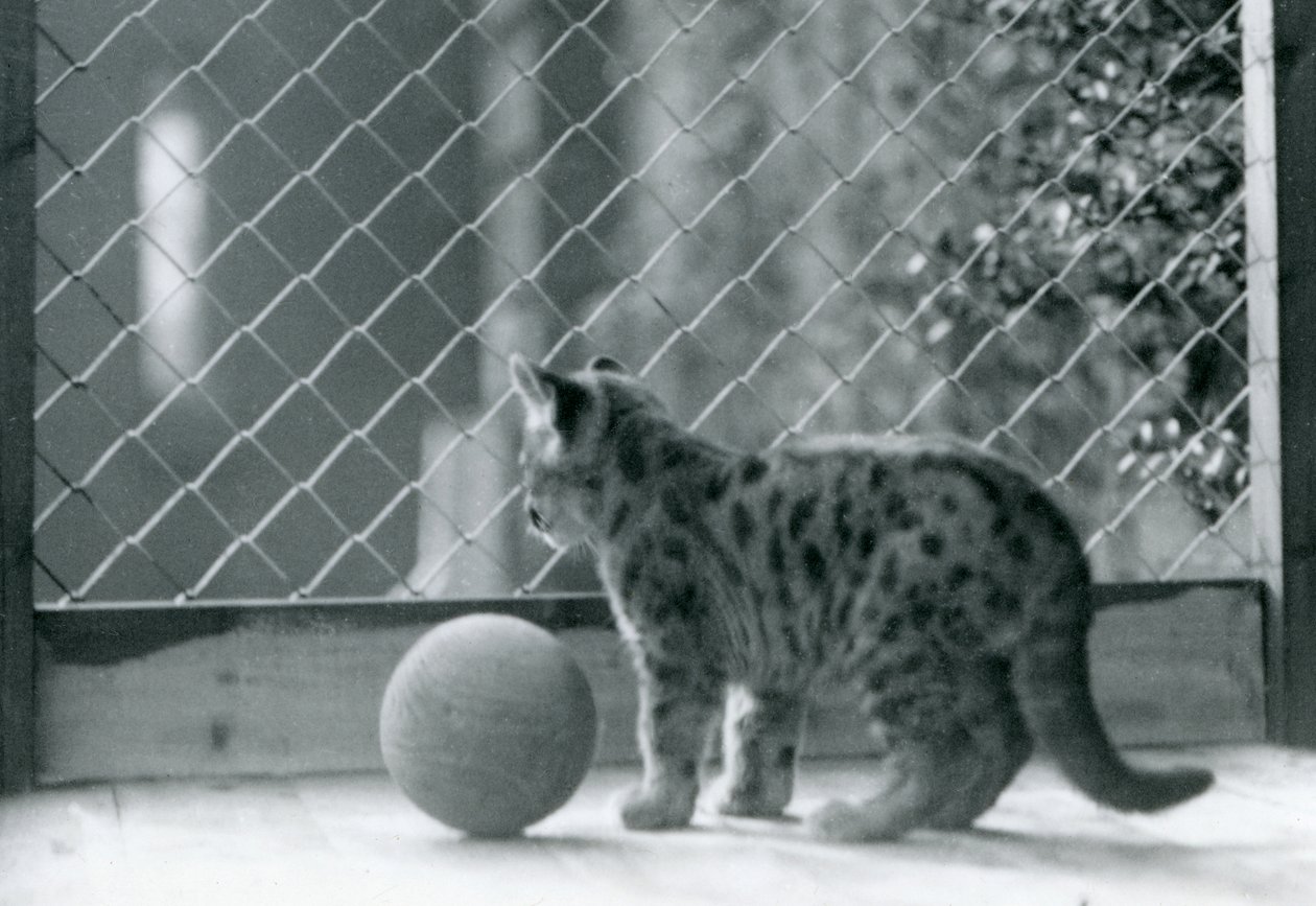 Egy Puma cica labdával, kinéz a tartásából, Londoni Állatkert, 1923 alkotó: Frederick William Bond