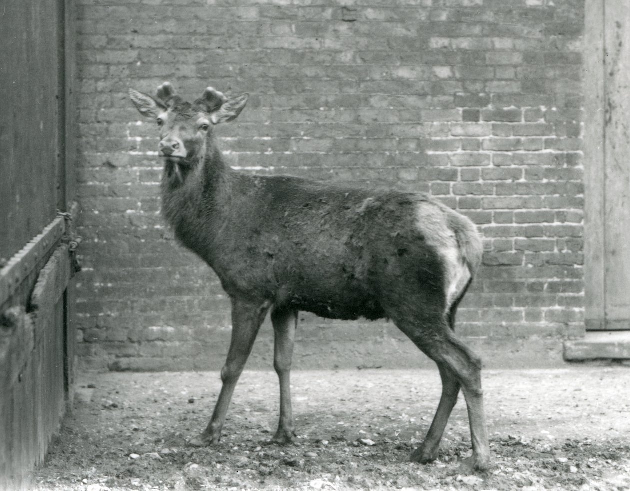 Egy gímszarvas szarvas bimbózó agancsokkal, Londoni Állatkert, 1928. augusztus (f/w fotó) alkotó: Frederick William Bond