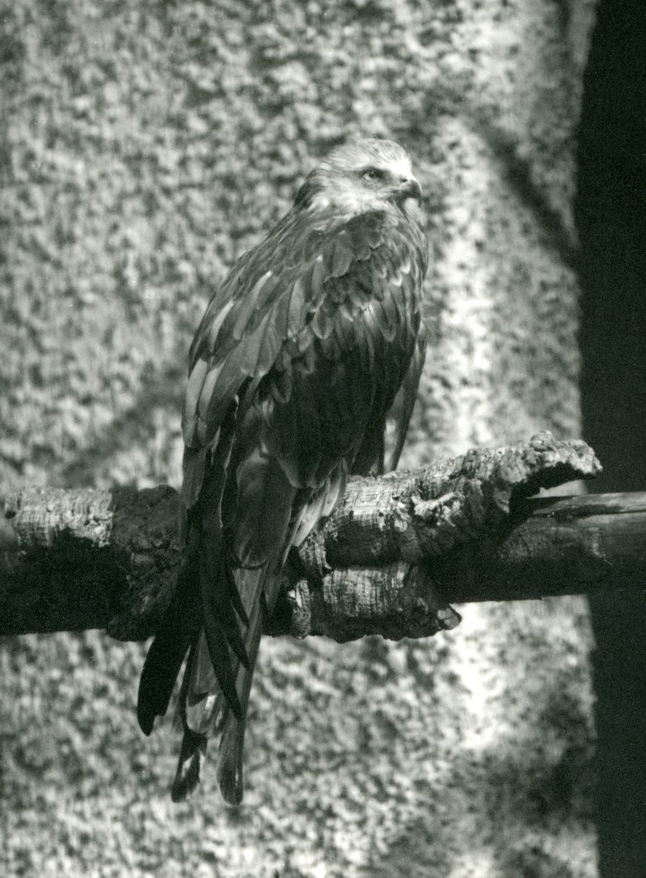 Egy Red Kite egy ágon ácsorog a Londoni Állatkertben 1924-ben alkotó: Frederick William Bond