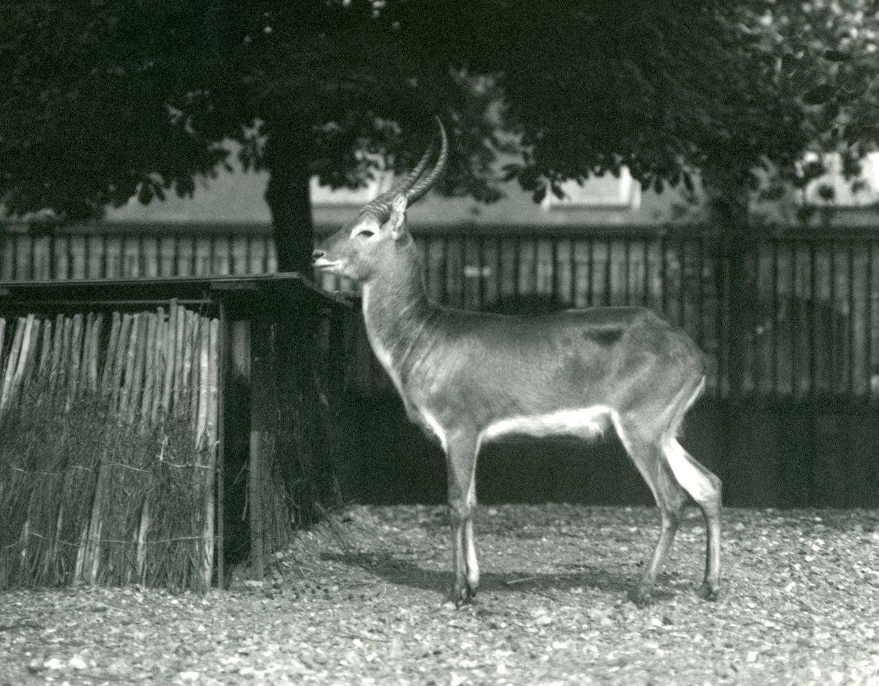 Vörös Lechwe a londoni állatkertben, 1924. július alkotó: Frederick William Bond