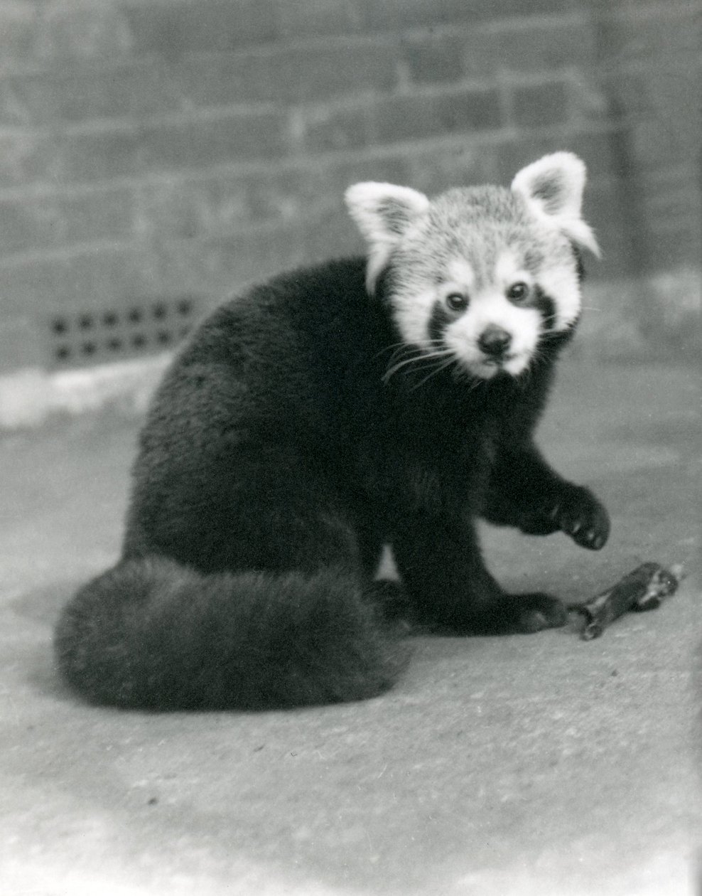 Vörös Panda ül a londoni állatkertben, 1917. alkotó: Frederick William Bond
