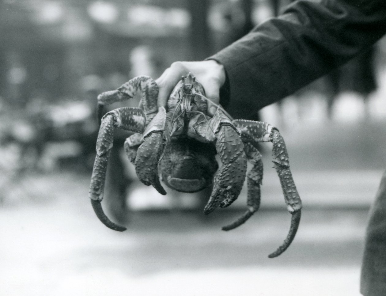 Egy rablórákot vagy kókuszrákot tartott egy állattartó a londoni állatkertben, 1927. július alkotó: Frederick William Bond