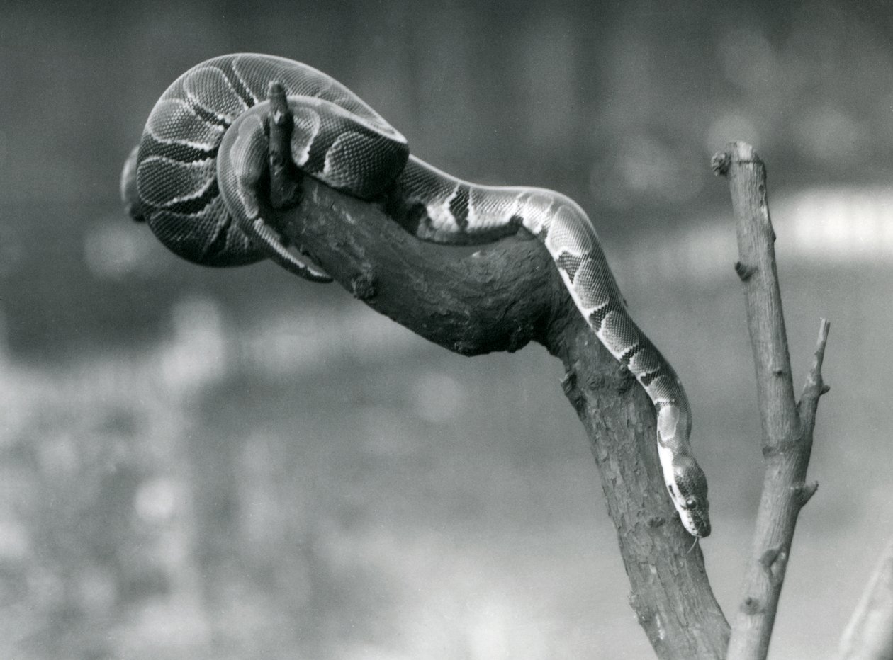 Egy Royal Ball Python 1925 októberében a londoni állatkert egyik fiókjában haladt alkotó: Frederick William Bond