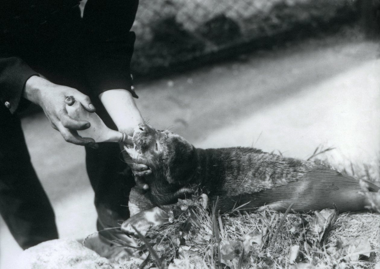 Egy fókakölyköt palackoztatott a gazdája, a Londoni Állatkert, 1925. augusztus alkotó: Frederick William Bond