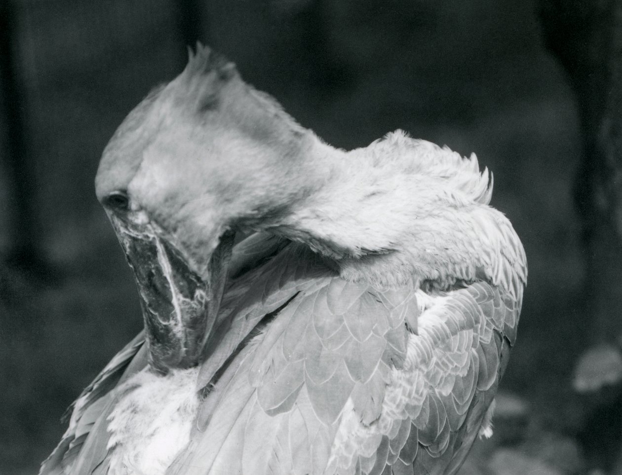 Egy Shoebill 1926-ban a londoni állatkertben tollazatba borítja alkotó: Frederick William Bond