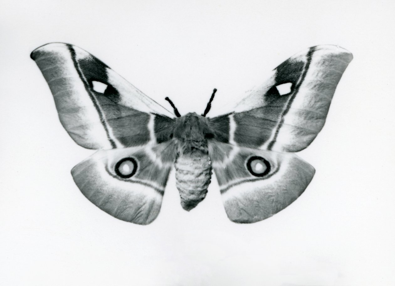 Egy selyemmoly, Bunaea caffraria, a londoni állatkertben, 1930 előtt alkotó: Frederick William Bond