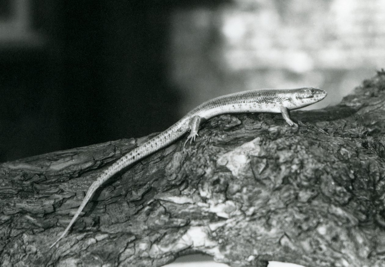 Egy rönkön pihenő Skink a londoni állatkertben 1929-ben (f/w fotó) alkotó: Frederick William Bond
