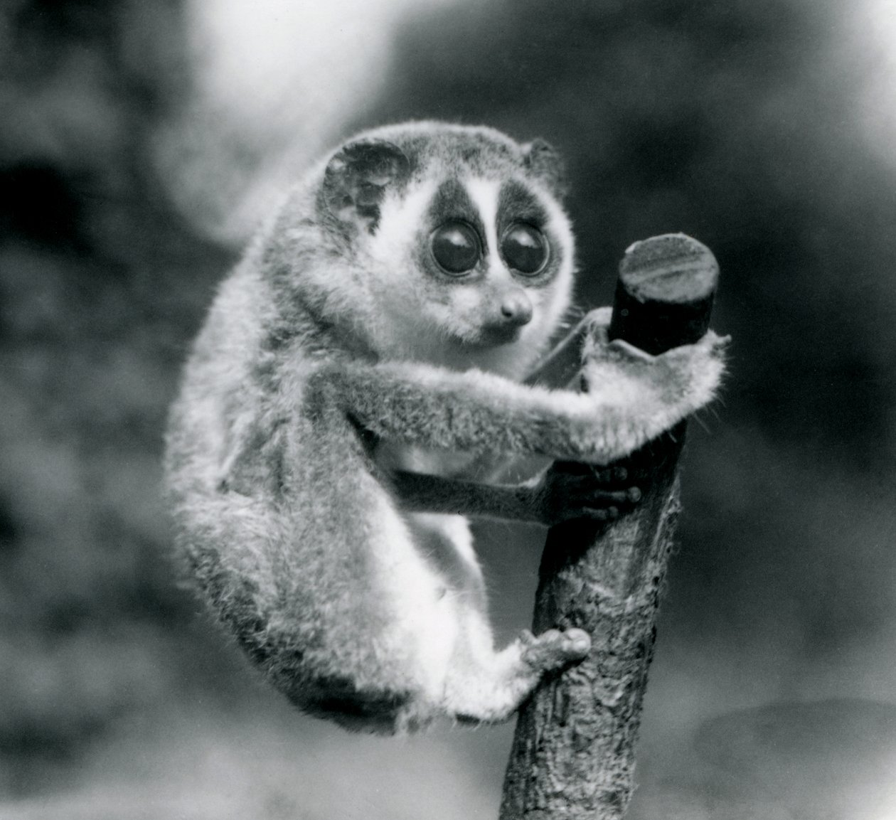 Egy karcsú Loris egy ág végében kapaszkodik, Londoni Állatkert, 1926. augusztus alkotó: Frederick William Bond