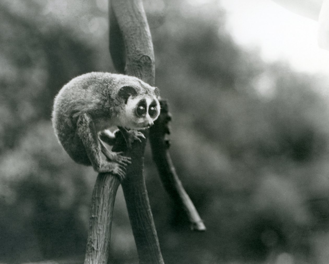 Egy karcsú Loris egy ágról néz le, Londoni Állatkert, 1926. augusztus alkotó: Frederick William Bond