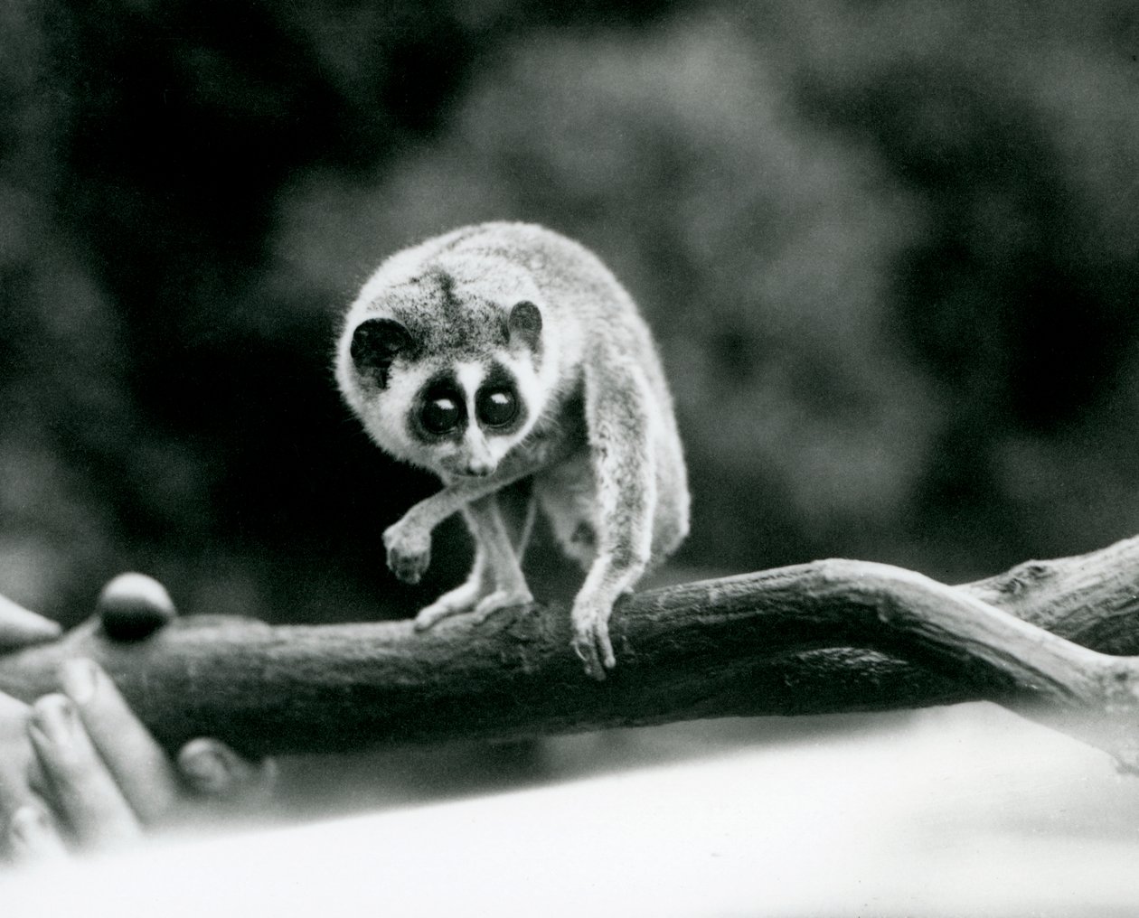 Egy karcsú Loris lenéz egy ágról, amelyet egy állattartó kezében tartanak, Londoni Állatkert, 1926. augusztus alkotó: Frederick William Bond