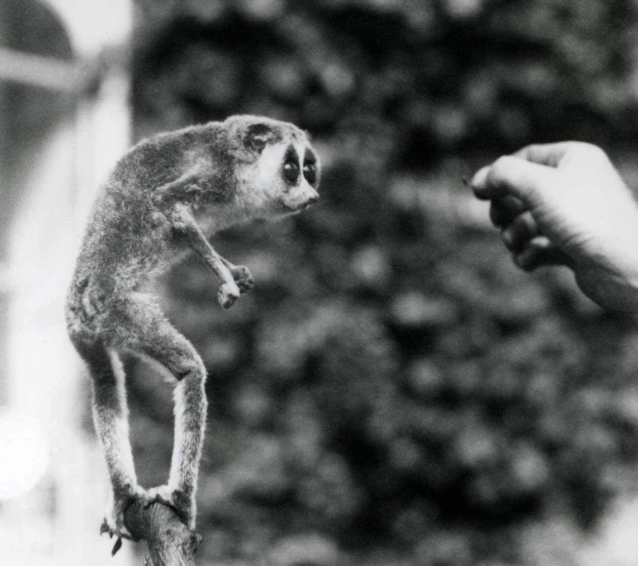 Egy karcsú Loris egyenesen egy ágon áll, és egy őrző kezét nézi, amint lisztkukaszt kínálnak neki, Londoni Állatkert, 1926. augusztus alkotó: Frederick William Bond