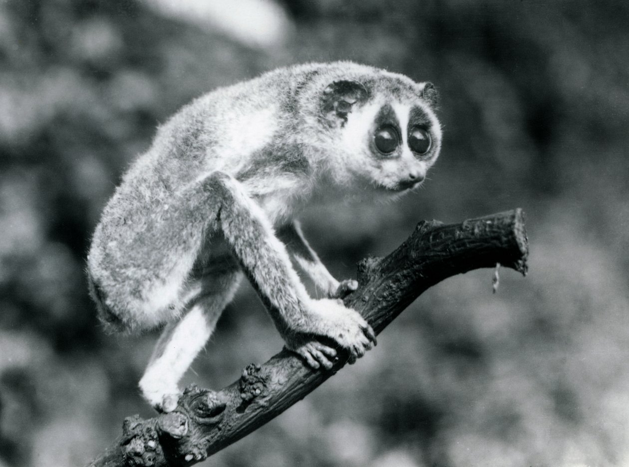 Egy karcsú Loris egy ágon sétál, Londoni Állatkert, 1926. augusztus alkotó: Frederick William Bond