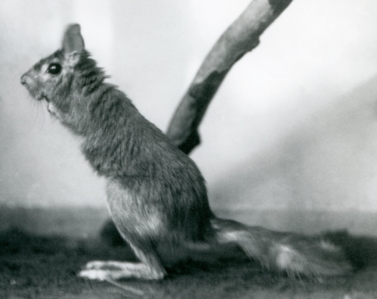 Egy dél-afrikai Springhare Cape Jumping Hare egy ág mellett ül a kertjében, a Londoni Állatkertben, 1925. december alkotó: Frederick William Bond