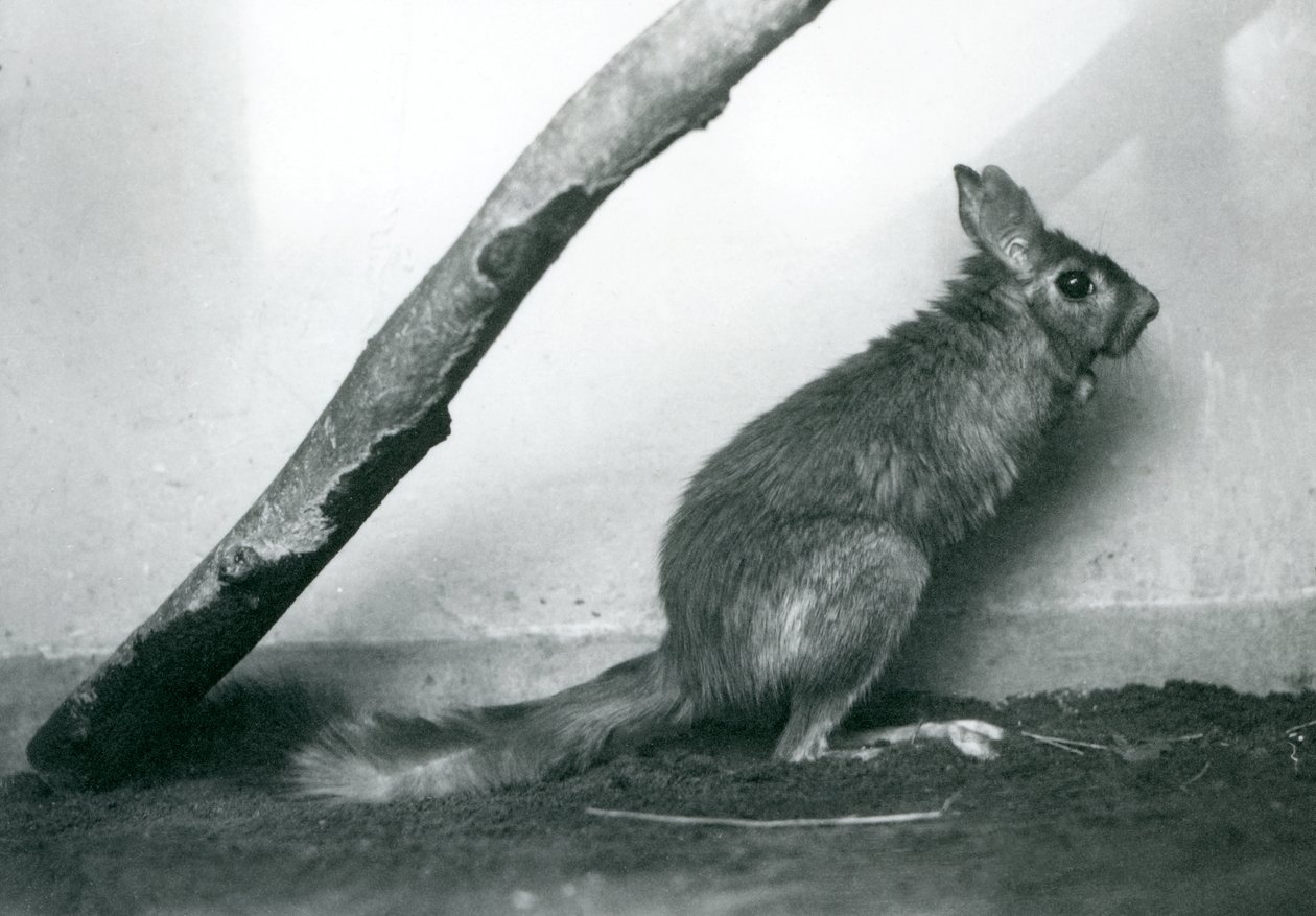 Egy dél-afrikai Springhare Cape Jumping Hare egy ág alatt ül a kikerítésében, Londoni Állatkert, 1925. december alkotó: Frederick William Bond