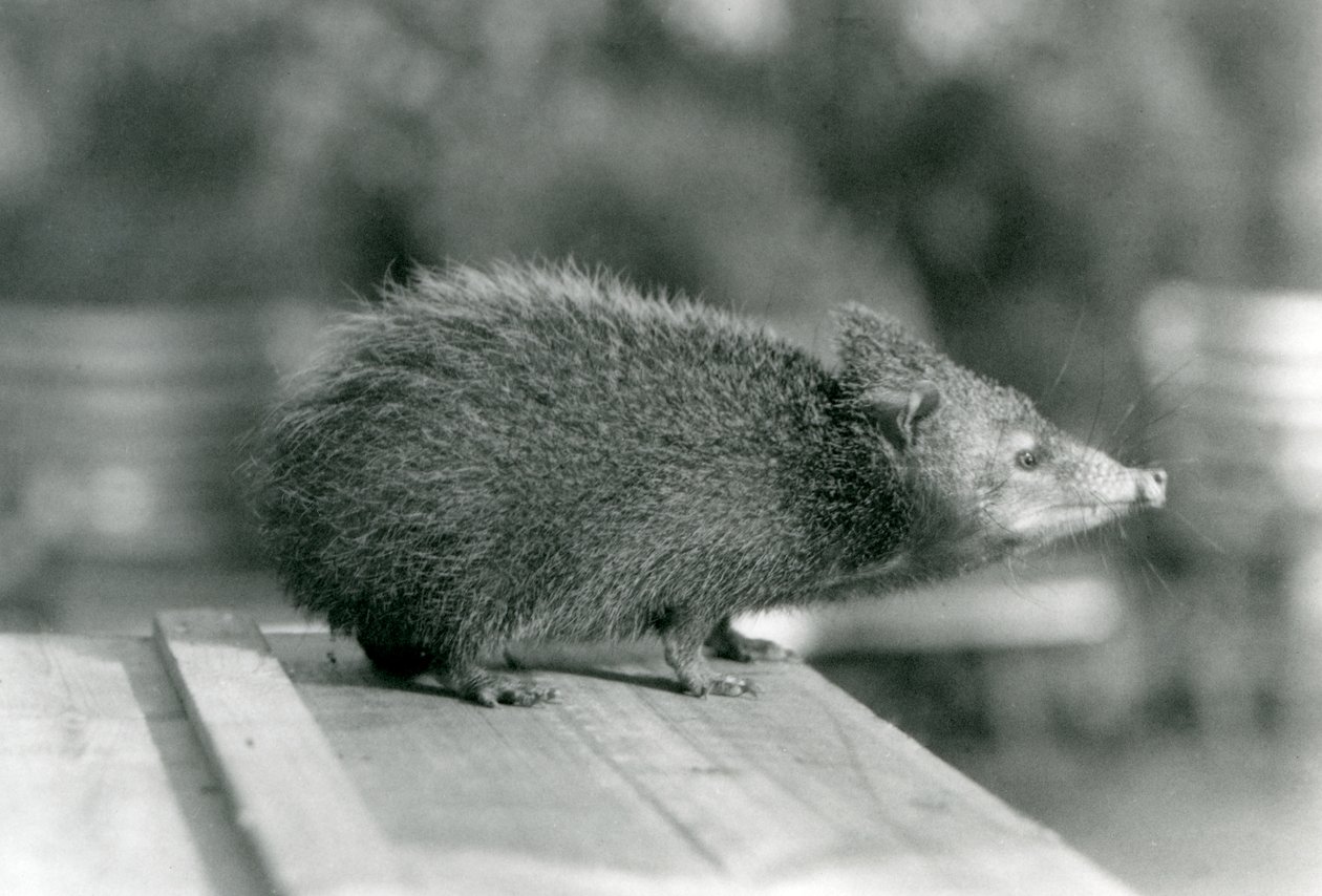 Tenrec a londoni állatkertben 1929-ben (fekete-fehér fotó) alkotó: Frederick William Bond