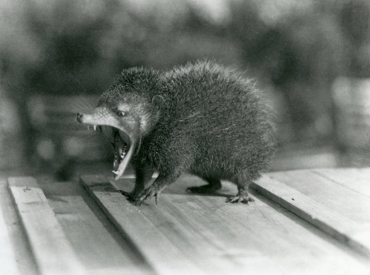 Tátott szájú Tenrec, tátott szájjal és éles fogakkal, Londoni Állatkert alkotó: Frederick William Bond