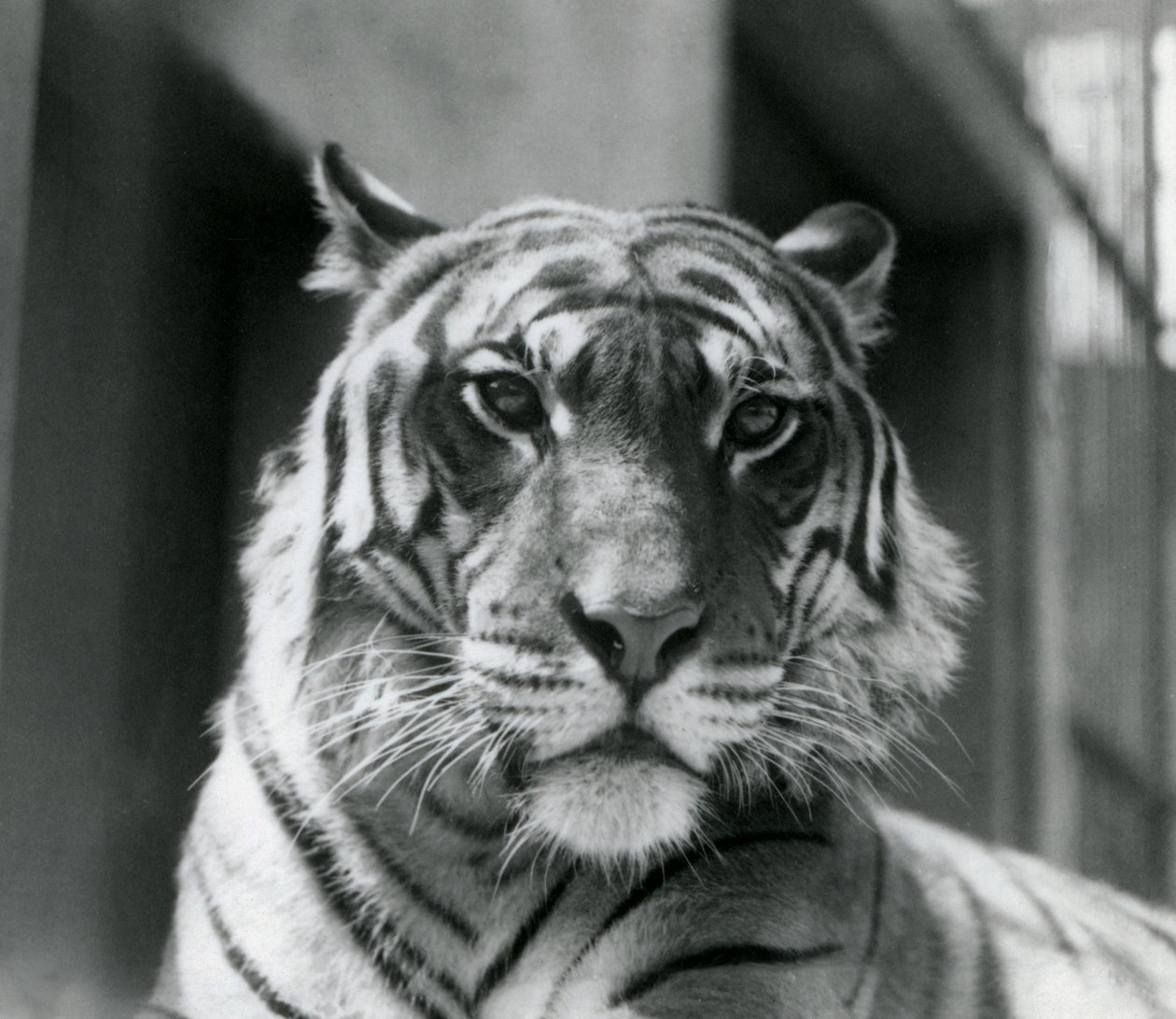 Egy tigris a londoni állatkertben 1924 júliusában alkotó: Frederick William Bond