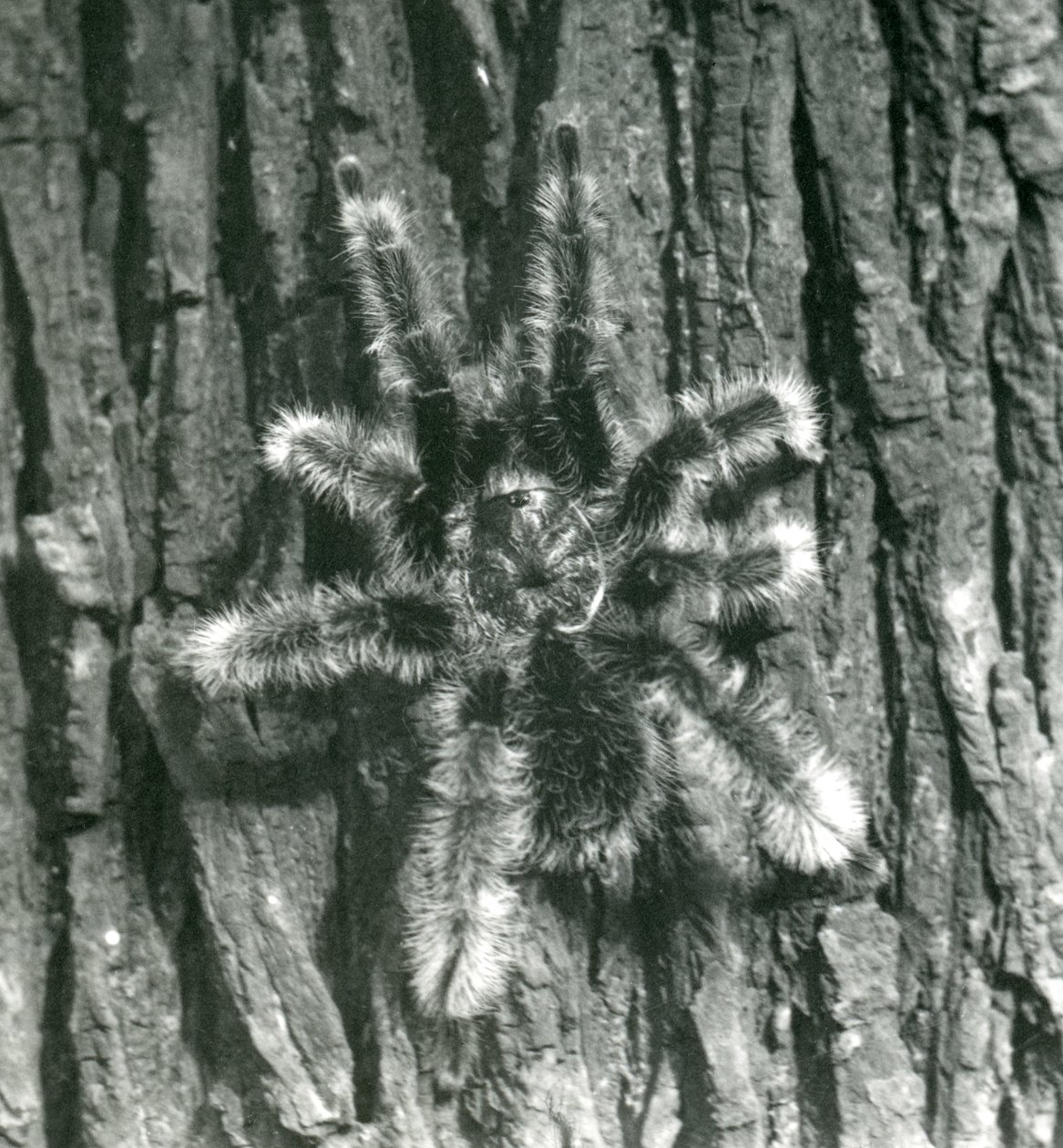 Trinidad Chevron Tarantula egy fatörzs kérgén, Londoni Állatkert, 1926. október alkotó: Frederick William Bond
