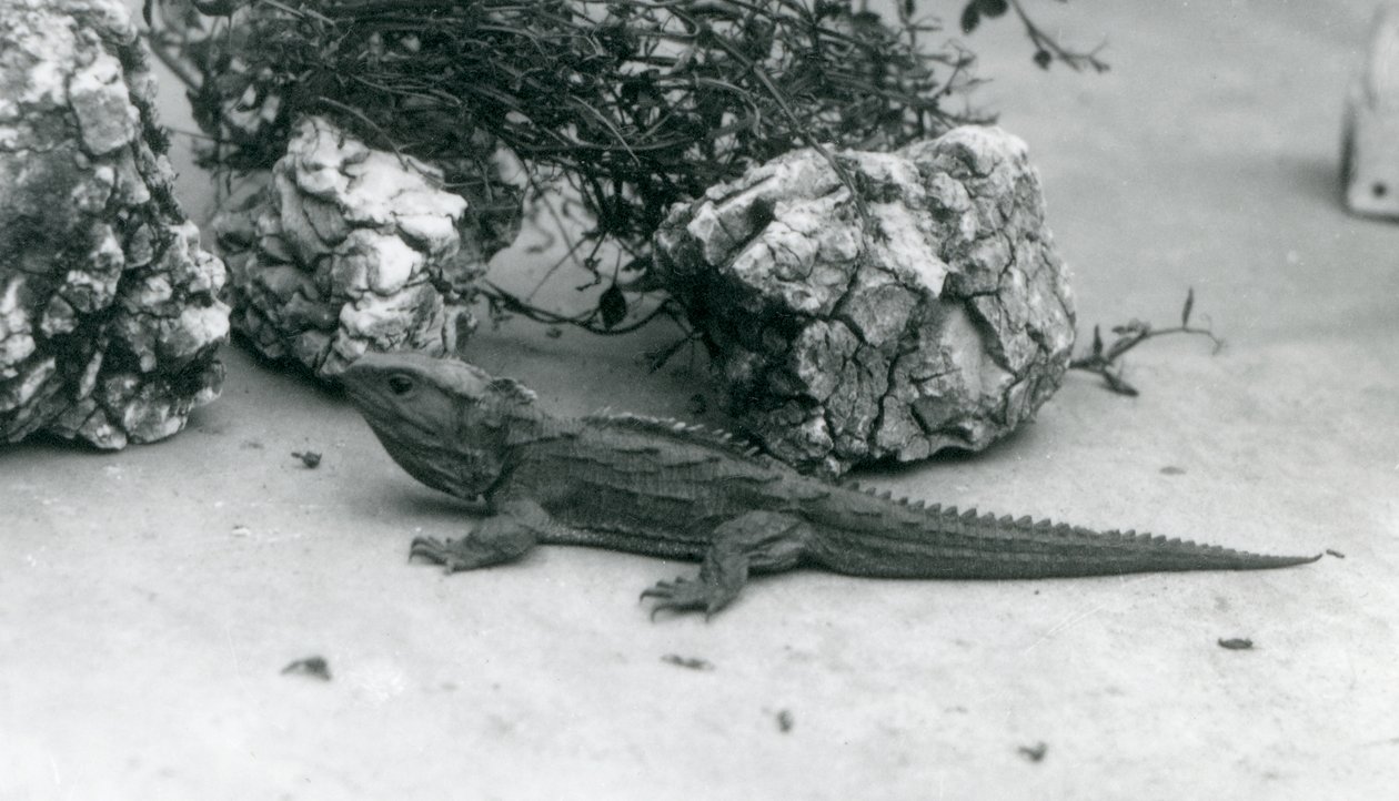 Egy tuatara a londoni állatkertben 1927-ben alkotó: Frederick William Bond