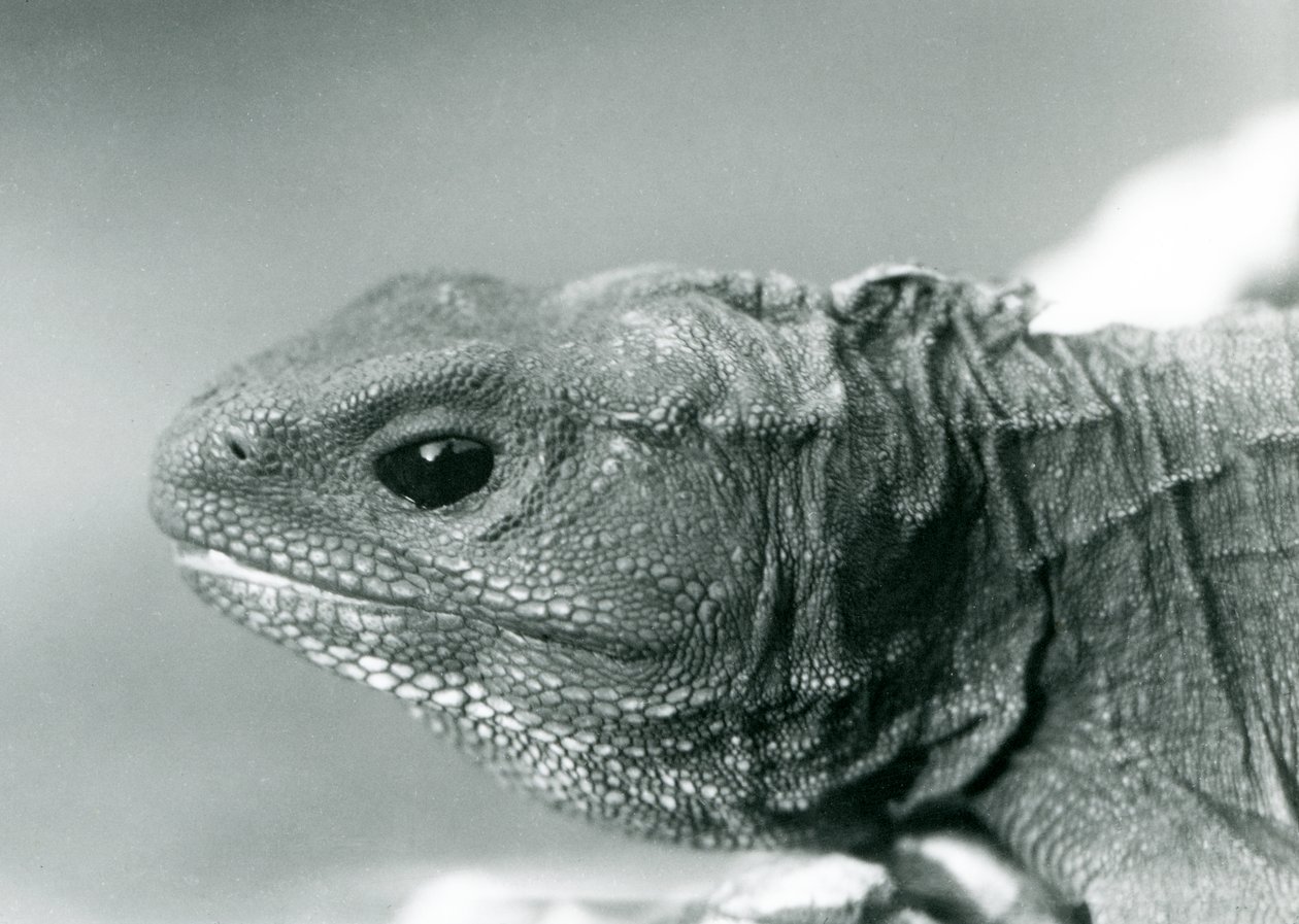 Egy tuatara a londoni állatkertben 1928-ban (f/w fotó) alkotó: Frederick William Bond
