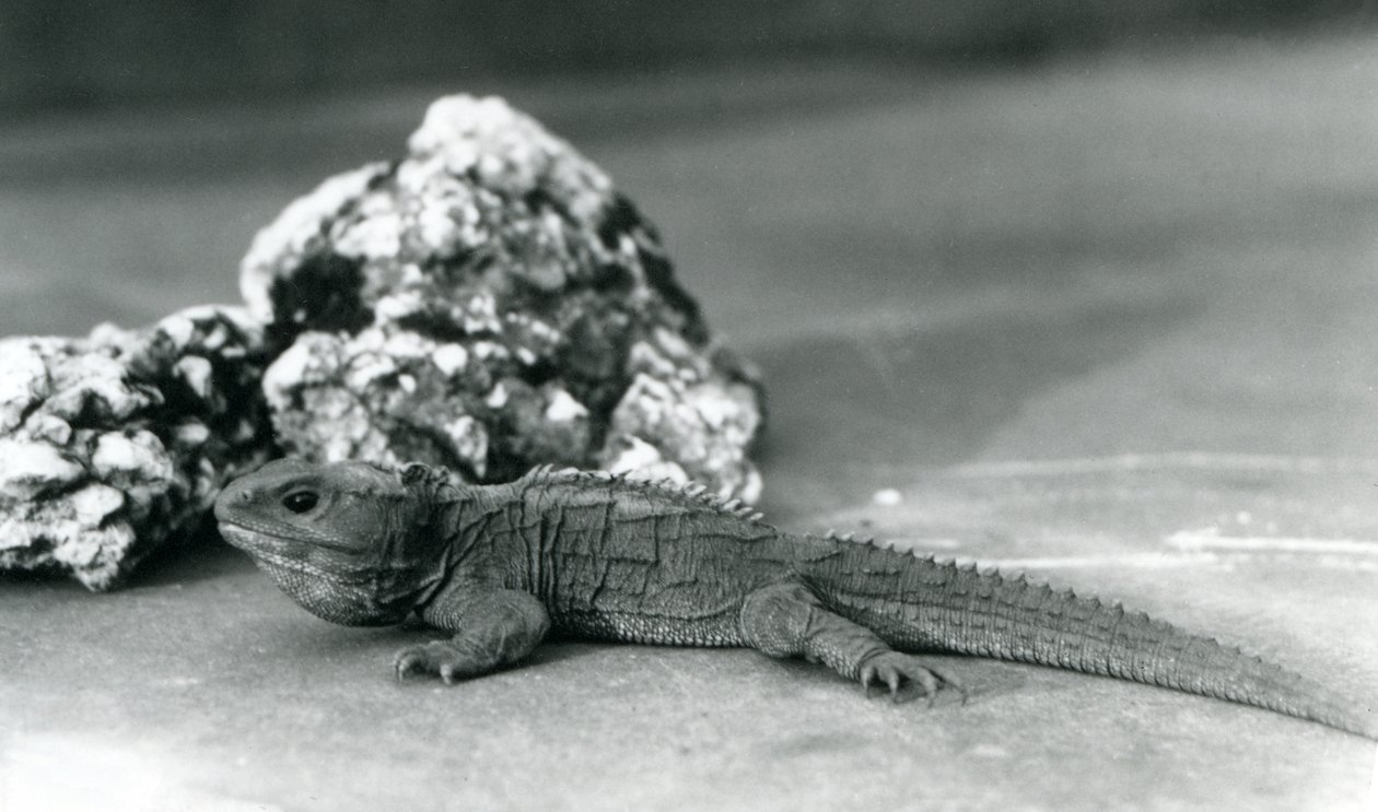 Egy szikla előtt fekvő tuatara a londoni állatkertben 1928-ban (f/w fotó) alkotó: Frederick William Bond