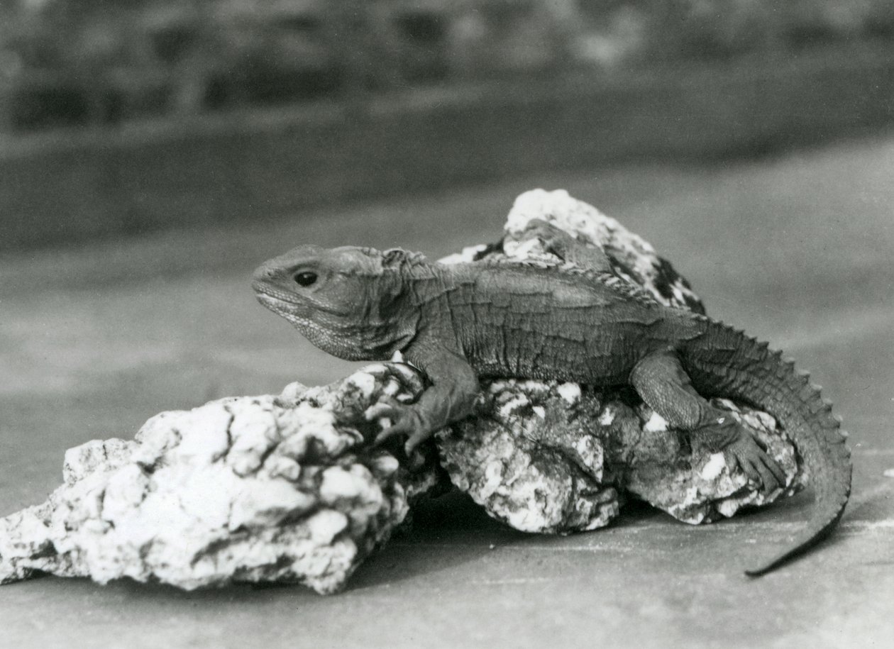 Egy sziklán fekvő Tuatara a londoni állatkertben 1929-ben (f/w fotó) alkotó: Frederick William Bond