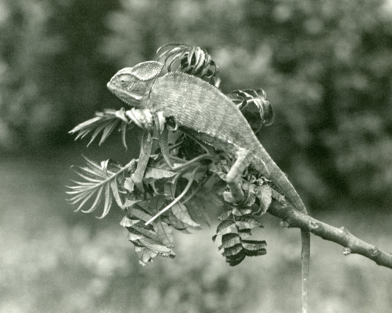 Fátyolos vagy jemeni kaméleon egy lombos ág végén a londoni állatkertben, 1924. június alkotó: Frederick William Bond