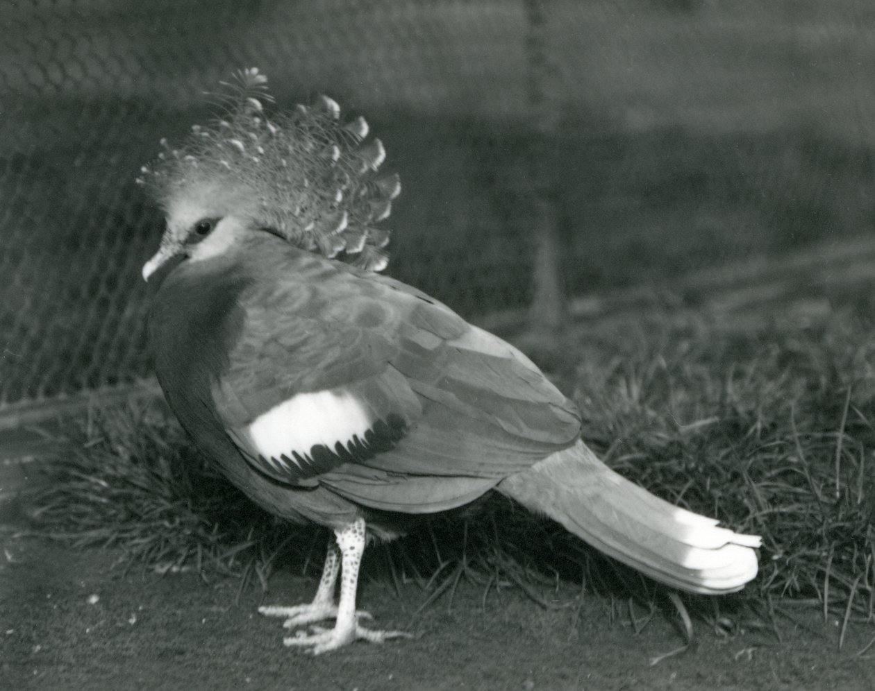 Egy Victoria Crown Pigeon a földön állt a londoni állatkertben 1927 szeptemberében alkotó: Frederick William Bond