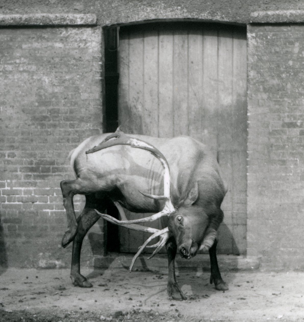 Egy WapitiElk szarvas szarvas állt a londoni állatkertben, 1927 szeptemberében alkotó: Frederick William Bond
