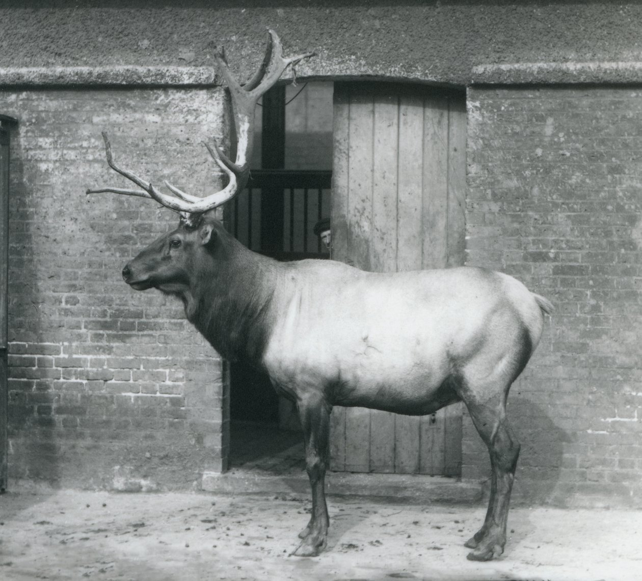 Egy WapitiElk szarvas szarvas állt a londoni állatkertben, 1927 szeptemberében alkotó: Frederick William Bond