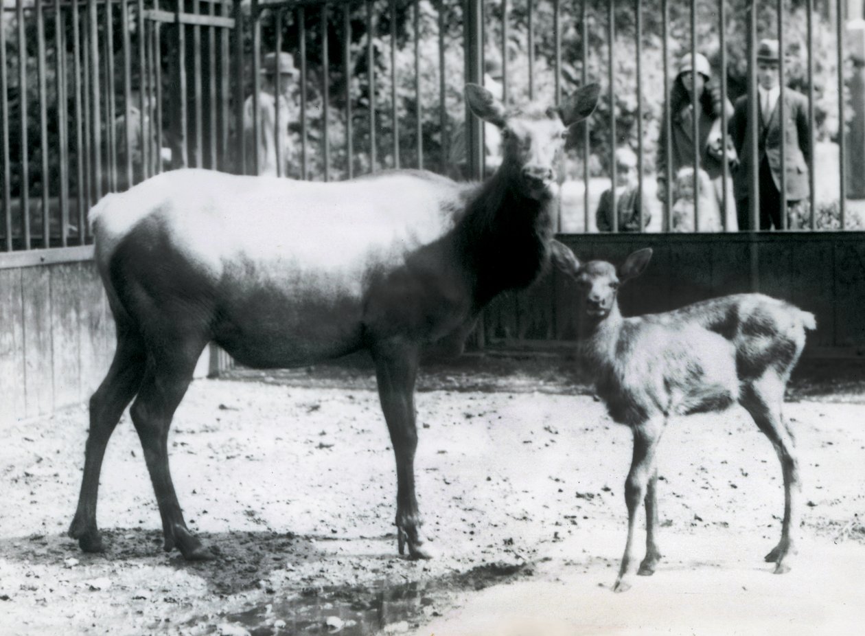 Egy wapiti/juh az őzgidájával a karámjukban, a látogatók rácsokon keresztül nézik, Londoni Állatkert alkotó: Frederick William Bond