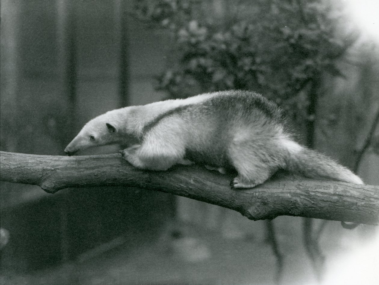 Egy fiatal gallérú tamandua egy ág mentén sétál a londoni állatkertben, 1925. április 24. alkotó: Frederick William Bond