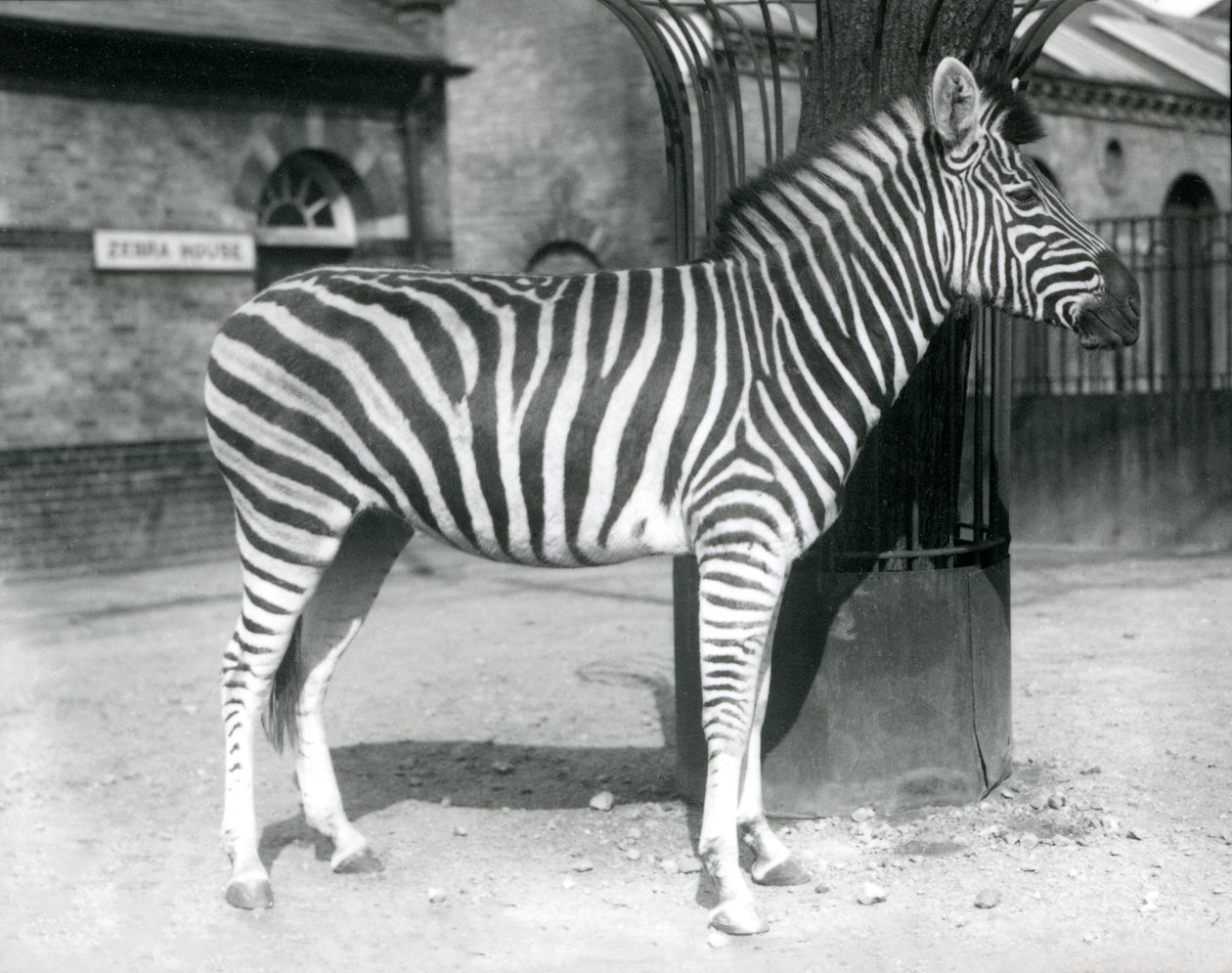 Egy zebra áll a karámban a londoni állatkert Zebra háza előtt 1925-ben (f/w fotó) alkotó: Frederick William Bond