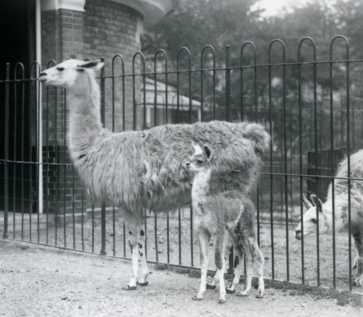 Láma vagy Cria baba anyjával a londoni állatkertben, 1926 alkotó: Frederick William Bond