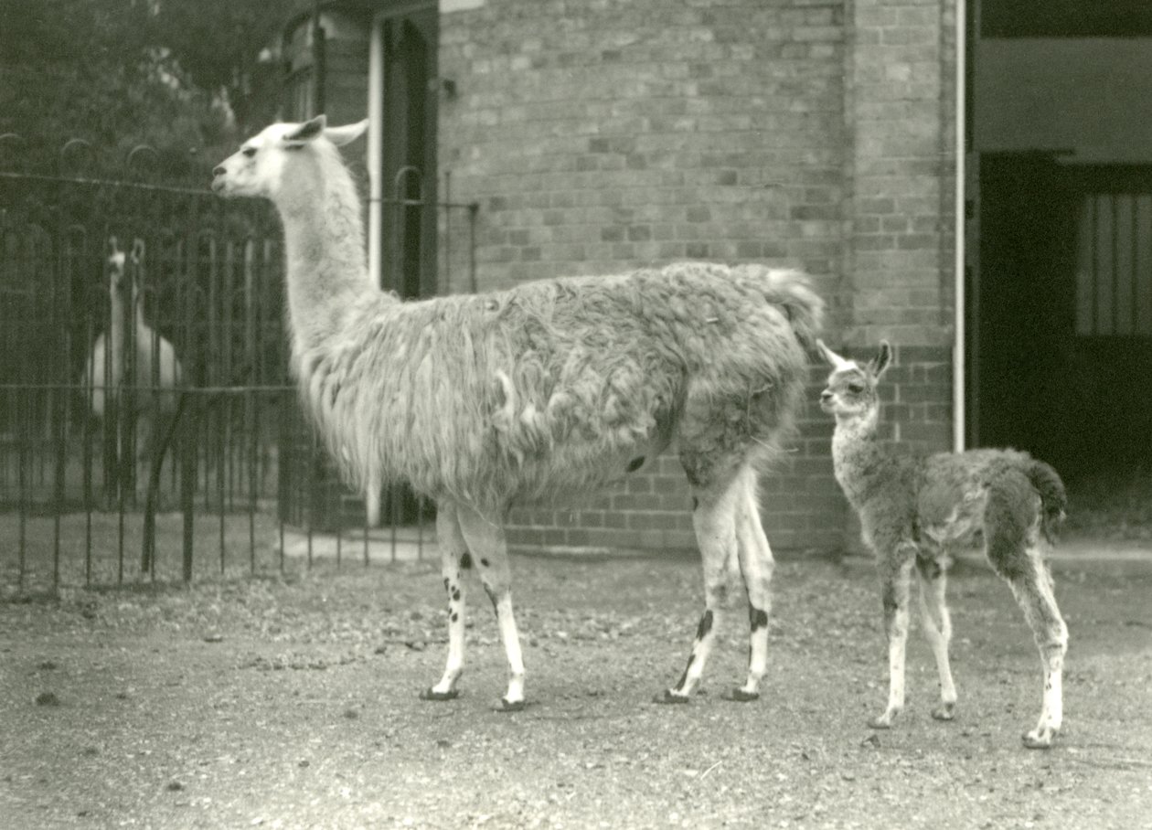 Láma vagy Cria baba az anyjával a Londoni Állatkertben, 1927 alkotó: Frederick William Bond